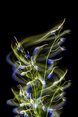 Rittersporn, Pflanze, plant, Still life, Fotografie, photogrpahy 