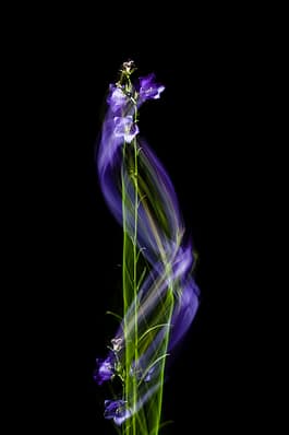 Glockenblume, Fotografie, Pflanze, Pflanzen, Pflanzen-Stillleben, Photografie, photography, Plant, plants, ROMO, Still life, Stillleben, stills, Zirkumnuatition, Zirkumnutierende, Andreas Antoni 