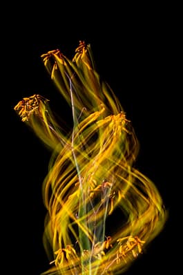 Känguruhpfote,Fotografie, Pflanze, Pflanzen, Pflanzen-Stillleben, Photografie, photography, Plant, plants, ROMO, Still life, Stillleben, stills, Zirkumnuatition, Zirkumnutierende, Andreas Antoni 