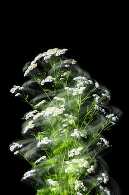 Kamile,Fotografie, Pflanze, Pflanzen, Pflanzen-Stillleben, Photografie, photography, Plant, plants, ROMO, Still life, Stillleben, stills, Zirkumnuatition, Zirkumnutierende, Andreas Antoni 