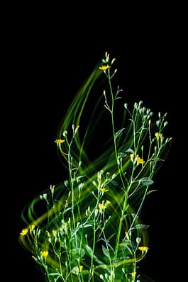 Rainkohl,Fotografie, Pflanze, Pflanzen, Pflanzen-Stillleben, Photografie, photography, Plant, plants, ROMO, Still life, Stillleben, stills, Zirkumnuatition, Zirkumnutierende, Andreas Antoni 