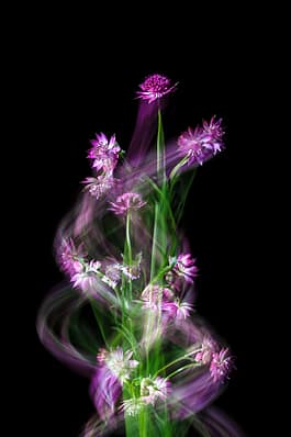 Sterndolde, Fotografie, Pflanze, Pflanzen, Pflanzen-Stillleben, Photografie, photography, Plant, plants, ROMO, Still life, Stillleben, 