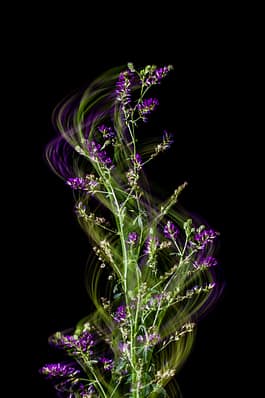 Wicke, Fotografie, Pflanze, Pflanzen, Pflanzen-Stillleben, Photografie, photography, Plant, plants, ROMO, Still life, Stillleben, stills, Zirkumnuatition, Zirkumnutierende, Andreas Antoni 