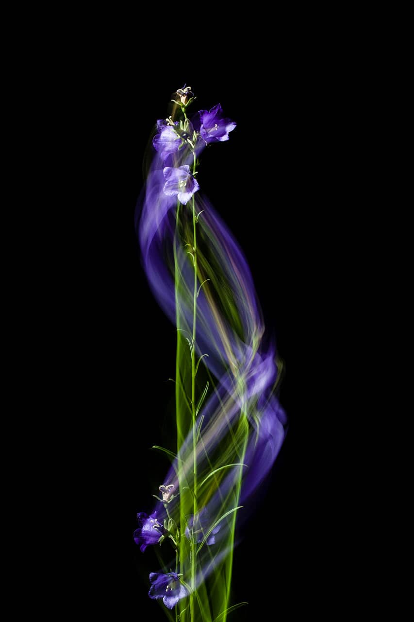 Glockenblume, Fotografie, Pflanze, Pflanzen, Pflanzen-Stillleben, Photografie, photography, Plant, plants, ROMO, Still life, Stillleben, stills, Zirkumnuatition, Zirkumnutierende, Andreas Antoni